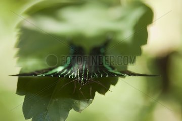 Swallowtail butterfly in a leaf Corcovado Costa Rica