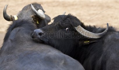 Weiblicher Büffel legt seinen Kopf auf der Rückseite eines anderen Italiens