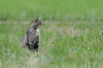 Wild cat on the lookout in a meadow in summer Vosges