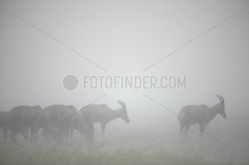 Topis in fog Masai Mara Reserve Kenya
