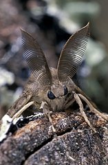 Portrait of a male Asian gypsy Moth