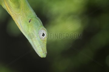 Portrait of an Anoles French Guiana