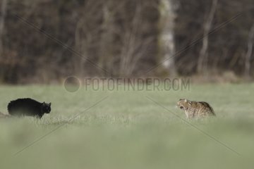 Confrontation between a domestic Cat and a Wildcat