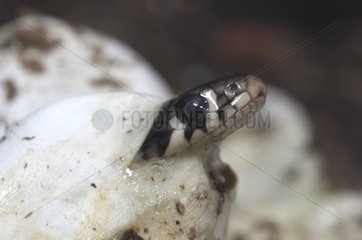 Schlüpfende Grasschlangen Poitou Frankreich