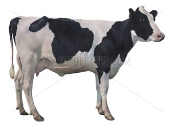 Vache Prim'Holstein en pied sur fond blanc