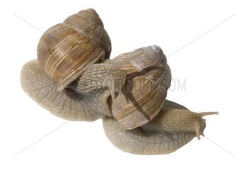 Two Burgundy Snails intertwining France