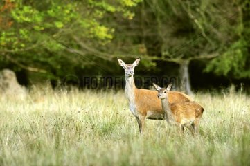 Red Deer female and young in grass Dyrehaven Denmark