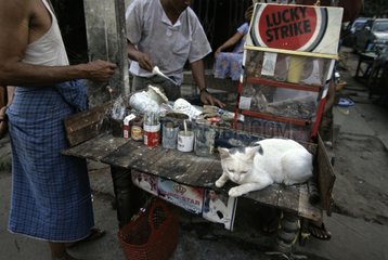 Cat lying down on a stall at the market Burma