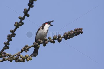 Red-whiskered Bulbul on a branch Bardia NP Nepal