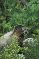Hoary Marmot eating a sheet Rocky Mountains
