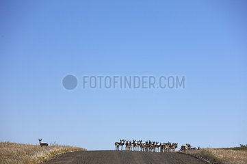 Springboks on a runway Damaraland Namibia