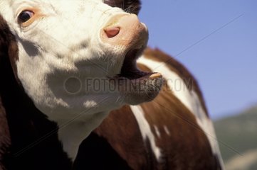 Portrait of a Cow lowing France