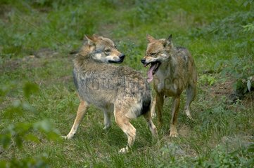 Szene der Einschüchterung in ein paar Wolf