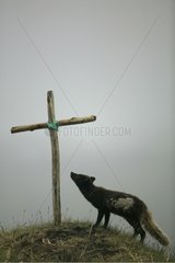 Arctic Fox smelling a christian cross on a hillock Iceland