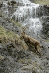 Ibex male under a cascade Vanoise France