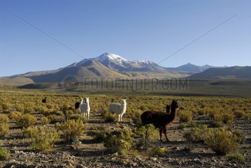 Alpakasherde vor dem Vulkan Cabaray Isluga NP Chile