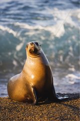 Southern sea lion emerging from ocean Valdes Peninsula