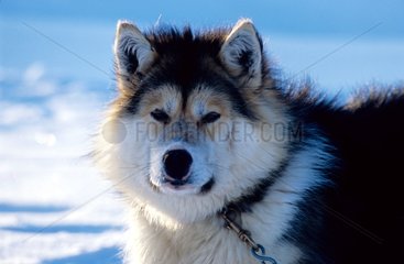 Porträt des Gjoa -Hundes Eskimo