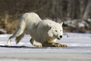 Loup on the snow in the USA