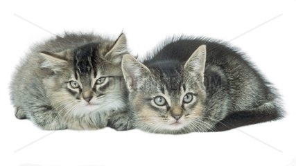 Paar liegende Kätzchen