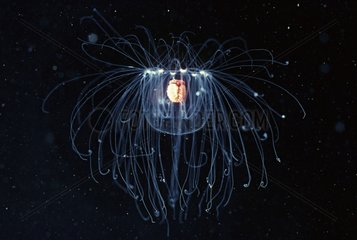 Medusa Kollikerina floating in seawater with their tentacles
