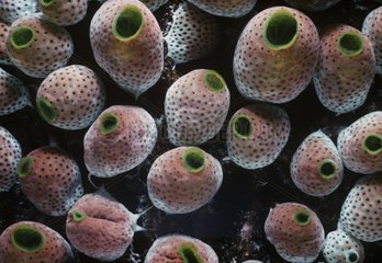 Green Barrel Colonial Tunicates filter feeding Borneo