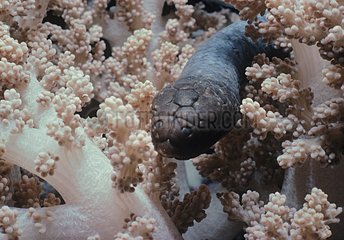 Olive Sea Snake in Alcyonarian Coral Great Barrier Reef