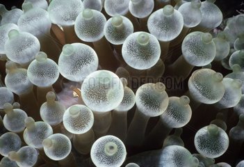 Bulbs on tip of tentacles of Carpet Sea Anemone Bismarck Sea