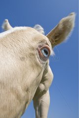 Portrait of foal a front view