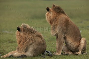 Paire de Lions dans la savane Kenya