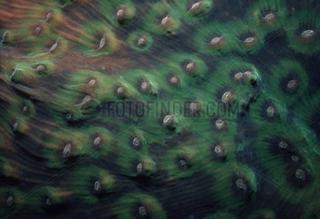 Stony Coral polyps retracted Papua New Guinea Bismarck Sea