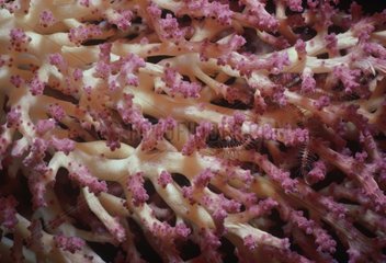 Gorgonian Coral with polyps opening and feeding Bismark Sea