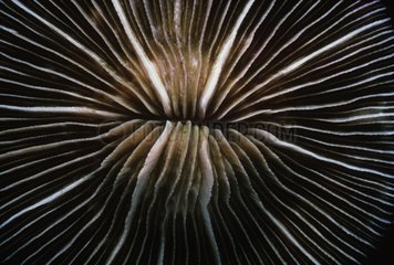 Mushroom Coral polyp Papua New Guinea Bismark Sea