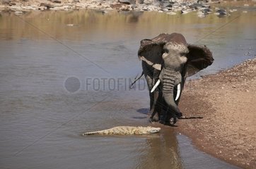 Elephant surprised by a Nile Crocodile Masaï Mara Kenya