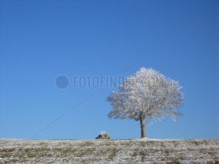 Winter Landscape Aubrac