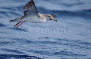 Cory's shearwater in flyght Corsica