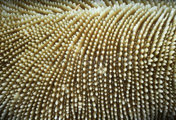 Mushroom coral Red Sea Egypt