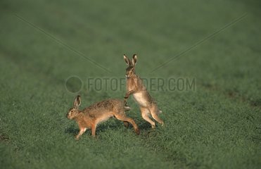European Hares Courtship Neusiedler See Austria
