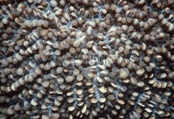 Stony Coral polyps Papua New Guinea Bismarck Sea