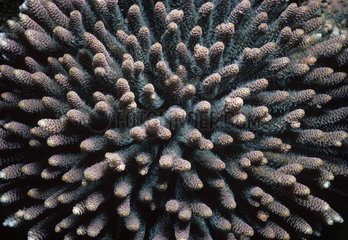 Stony Finger Coral Papua New Guinea Bismarck Sea