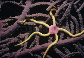 Gaudy Brittle Star on coral at night Caribbean Sea