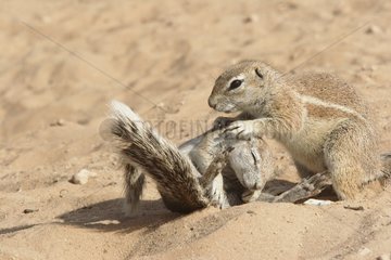 South african ground squirrels grooming Kgalagadi Africa