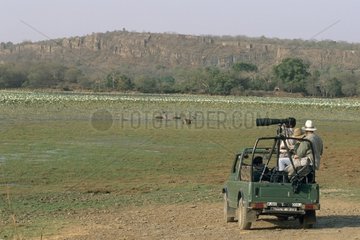 Beobachtung des Cervids -Nationalparks von Rathambore India