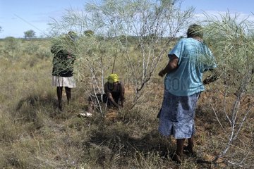 Aboriginal ladies hunting sand monitors in Australia