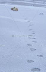 Ours polaire couché et traces dans la neige Canada