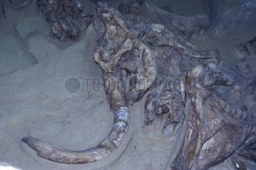 Mammoth Skelett Heiße Spring Dakota USA