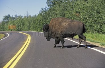 Male Bison crossing a road Elk Island Canada