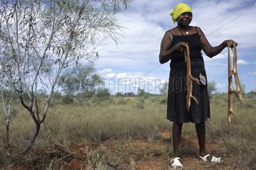 Aboriginal lady hunting sand monitors in Australia