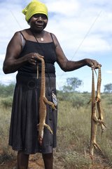 Aboriginal lady hunting sand monitors in Australia