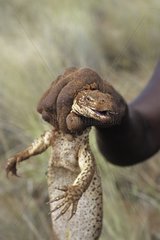 Sand monitor hunted by an Aboriginal lady in Australia